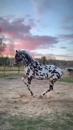 equestrian slowmo