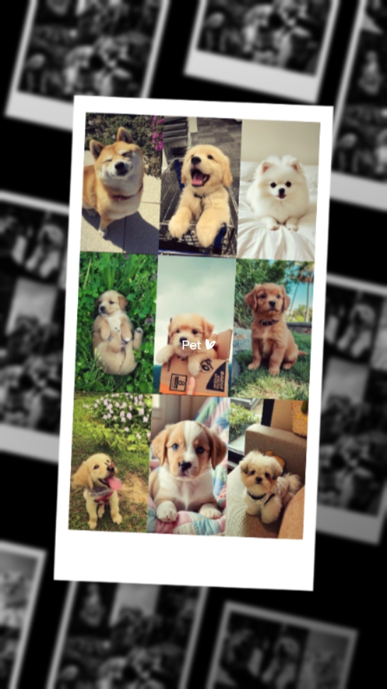 Pet Edit