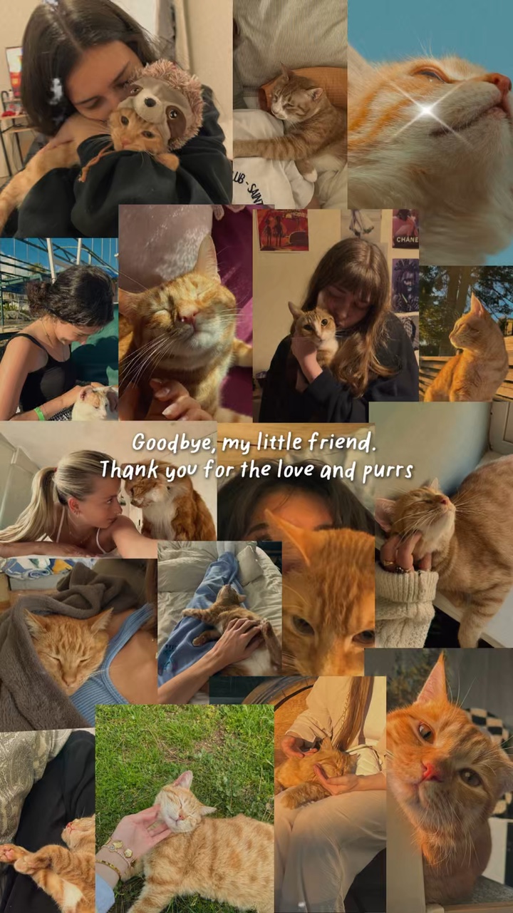 Chat RIP