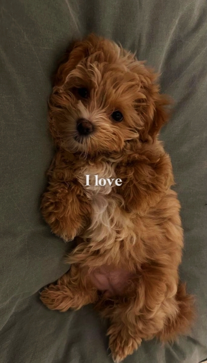 Eu te amo cachorro