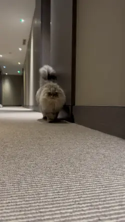 Sebastian is walking