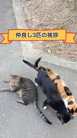 ねこの挨拶