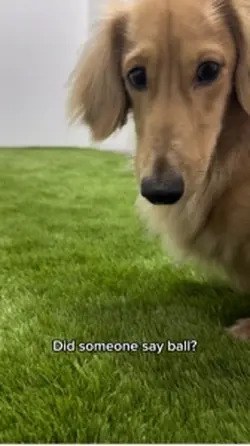 Dog playing fetch