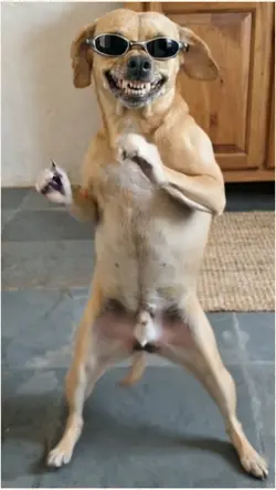 dancing dog