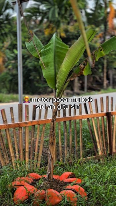 Teks bisa di ganti