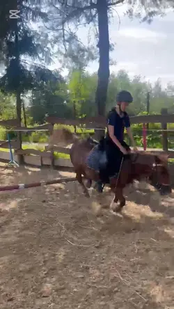 equestrian summer 