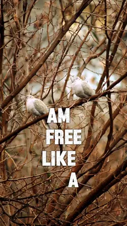 Free Lile A Bird
