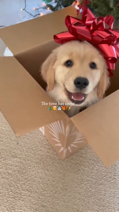 Animal de estimação de natal
