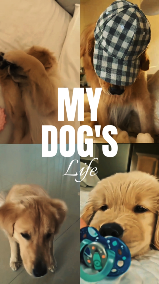 Köpeğimin