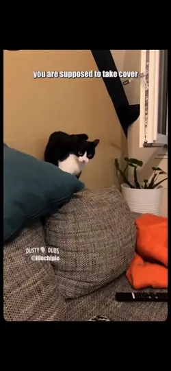 Funny cat vid