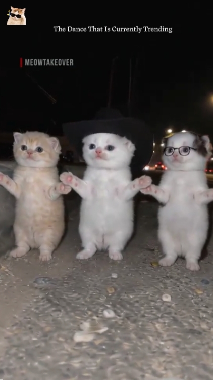Chat mignon