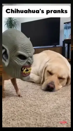 Chihuahua pranks