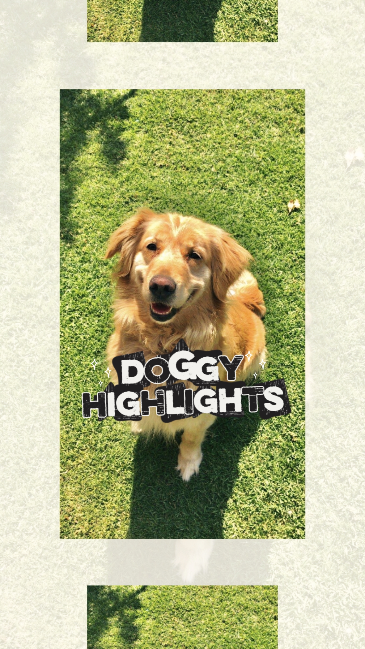 Hunde-Highlight 