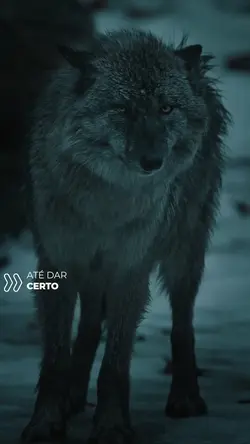 Até dar certo 