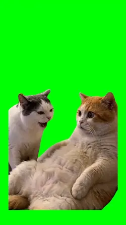 CAT YAPPING 