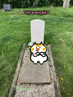 cat overlay