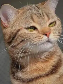 edit cats cute