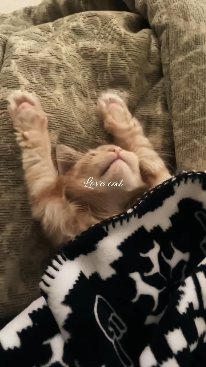 Amo gato 