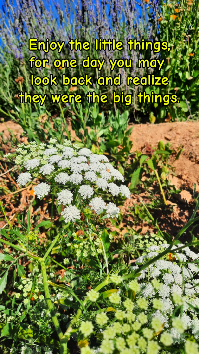 Inspirational Quote