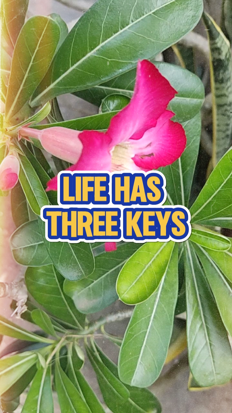 Life has 3 keys