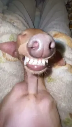 Sleepy boi