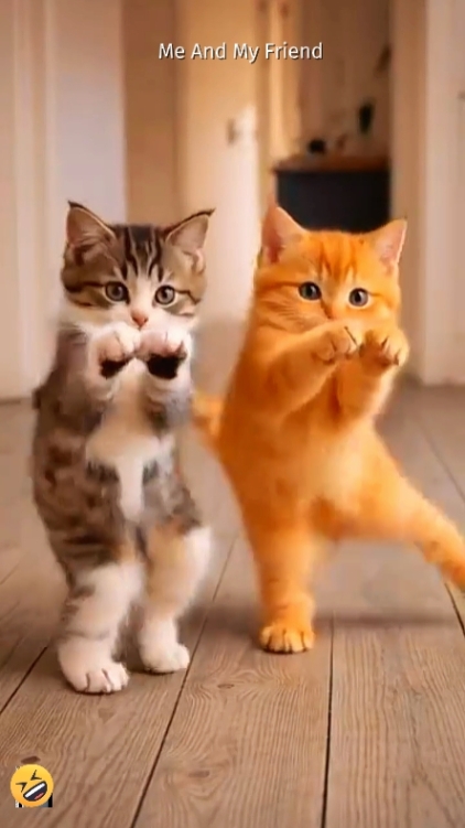 Gato Engraçado. 