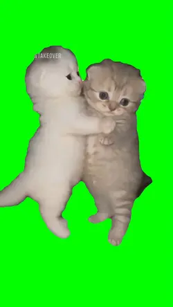 En vivo cats