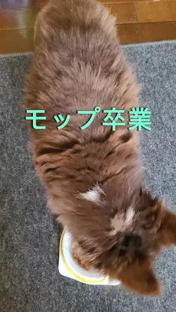 モップ卒業