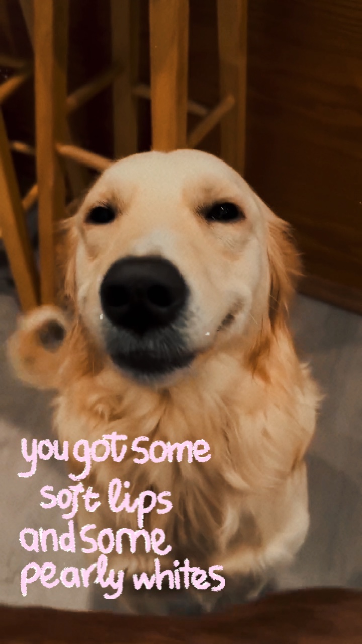 YOUR PET
