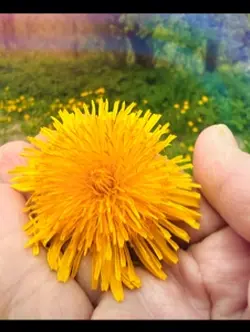 Dandelions