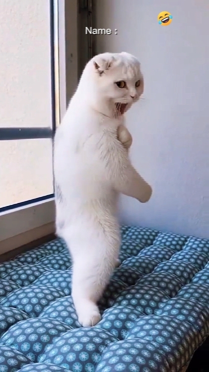 Katze Bruce Lee