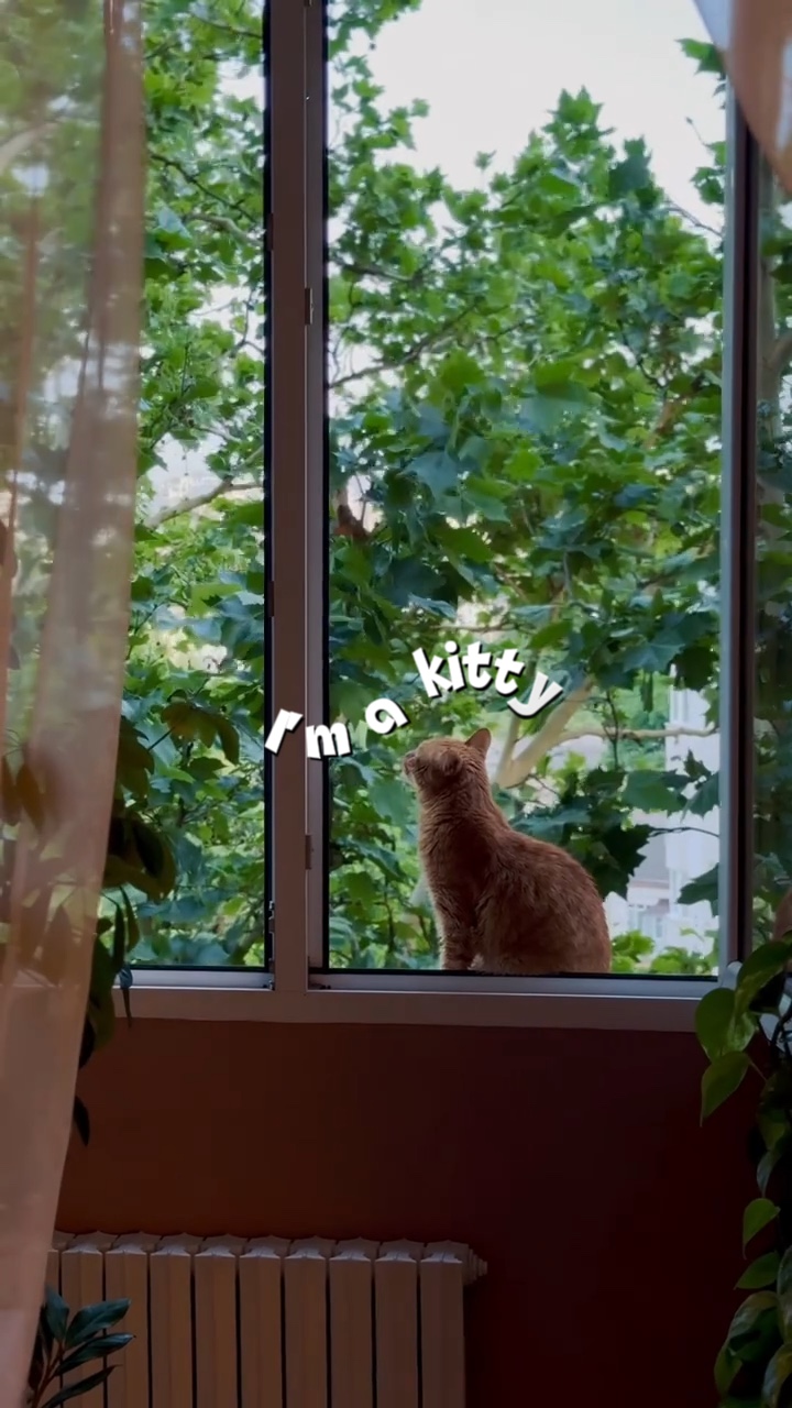 Gatito | Amantes de los gatos