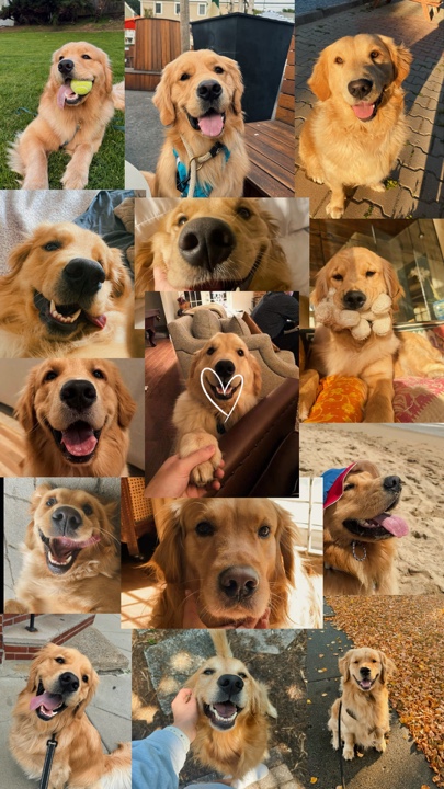 My pets 