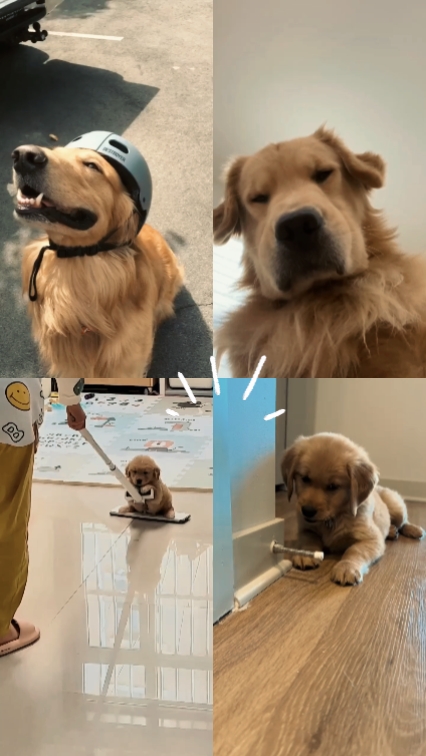 chien d'amour 