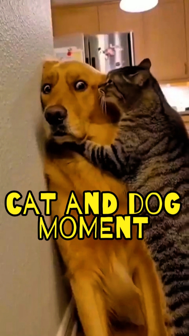 cat and dog moment 
