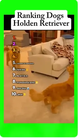 Ranking dogs
