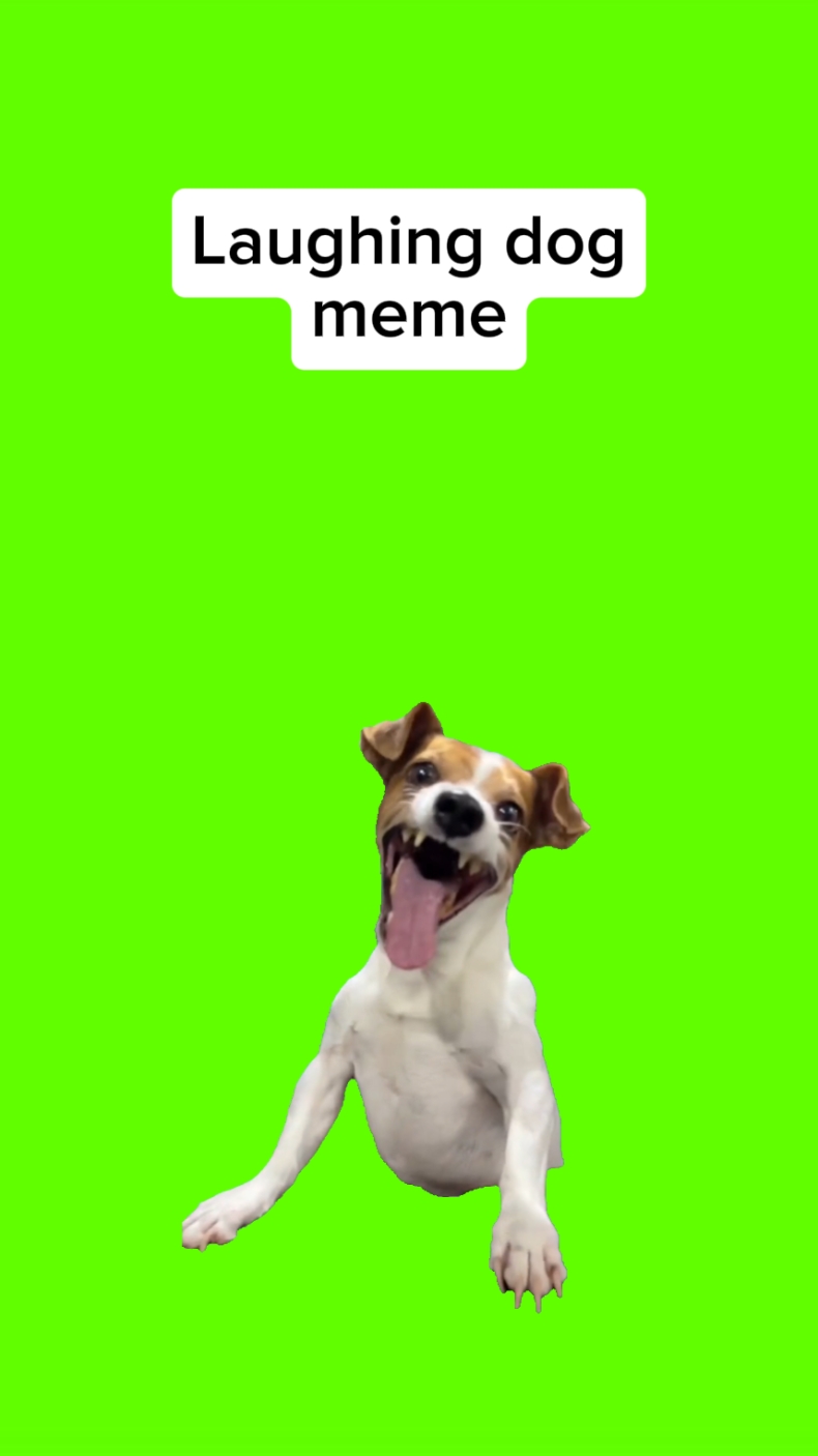 Meme de perro riendo