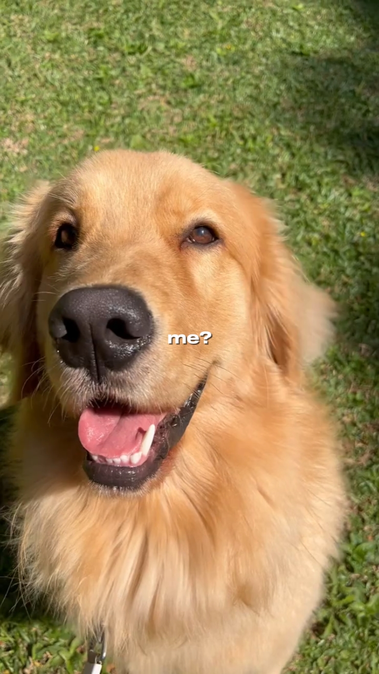 dog: animals recap