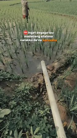 kata kata bugis