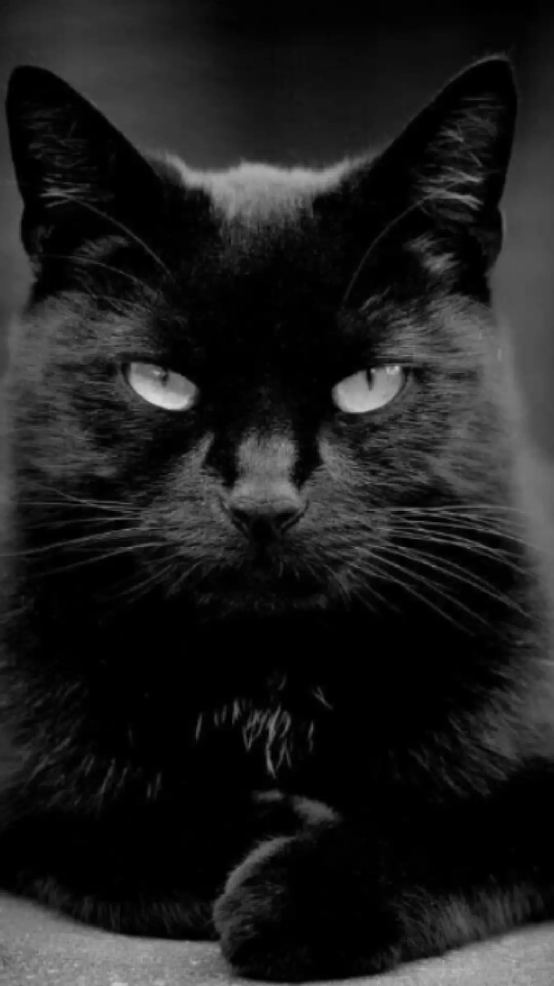 KEDİ SİYAH