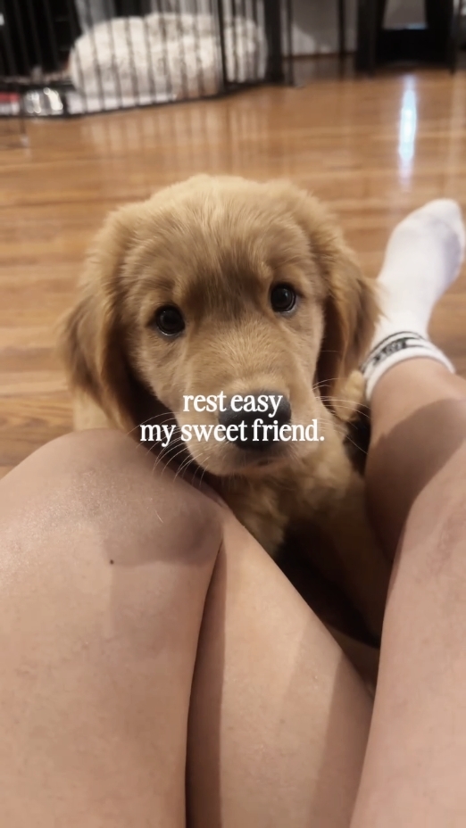 Cachorro morreu 