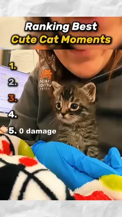 cute cat moments