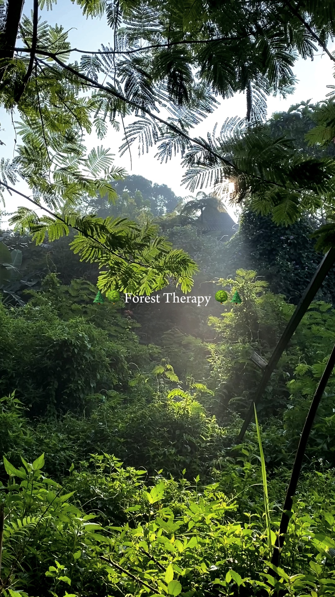 Terapi hutan 2