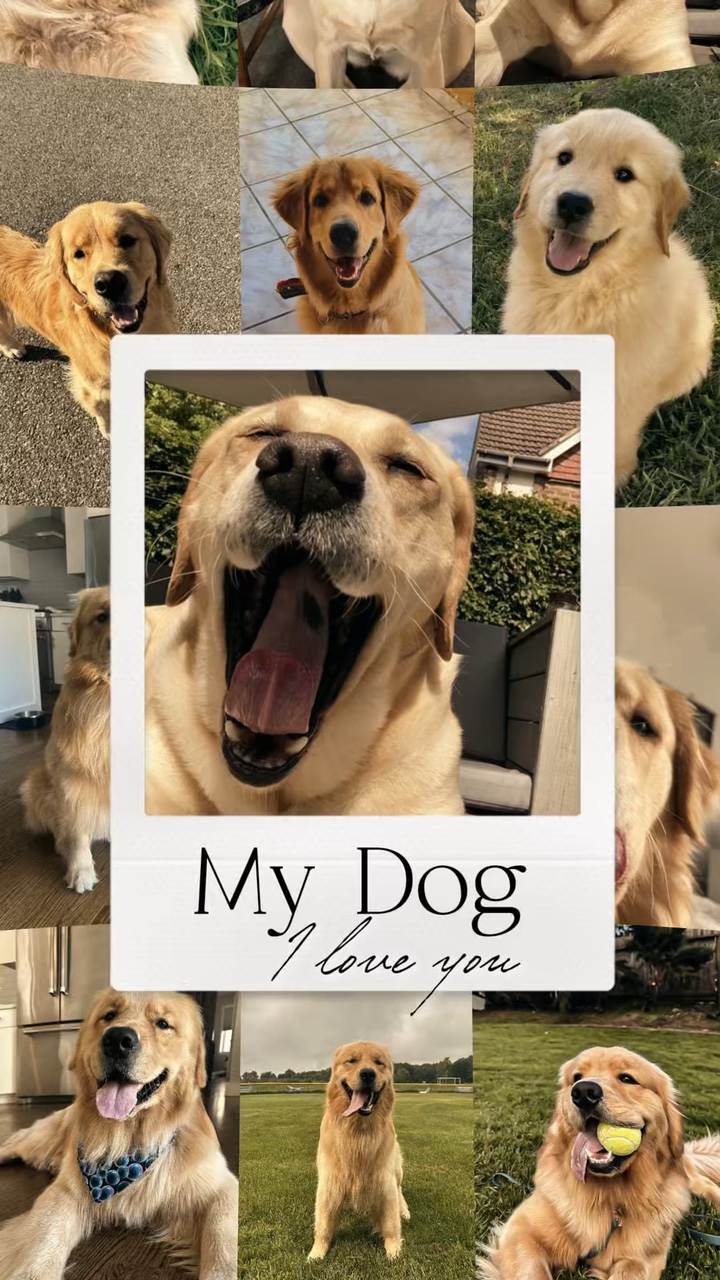 My dog templates 