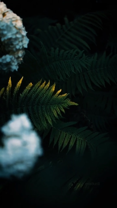 Cinematic Nature 