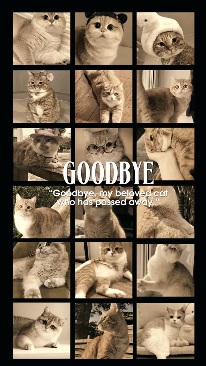 Goodbye My Cat 