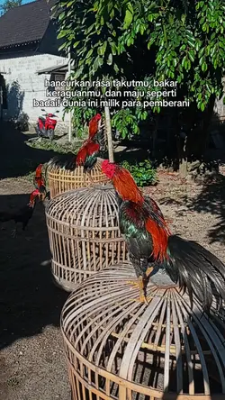 story ayam