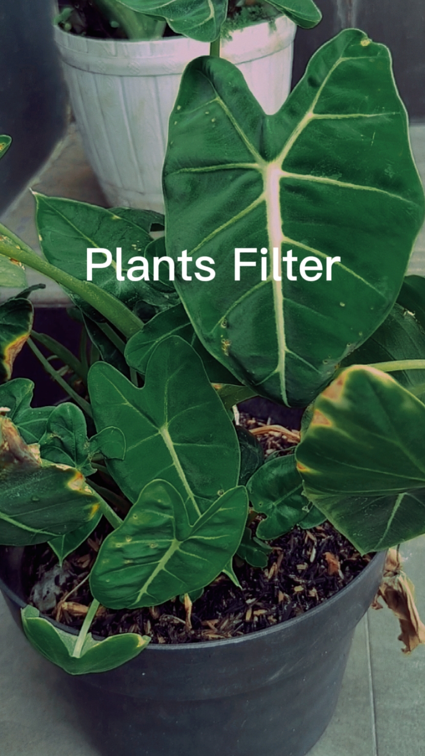 Pflanzen Filter
