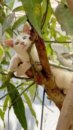 ANIMAL PHOTO
