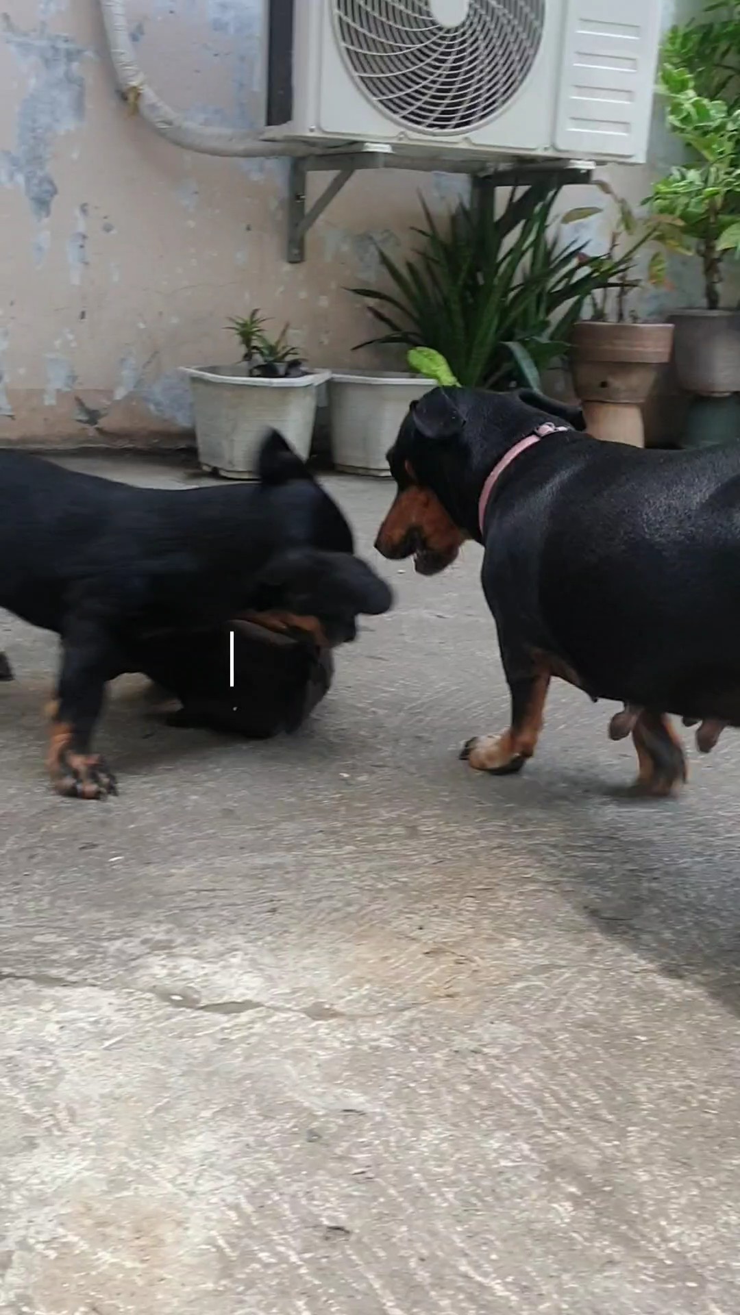 Hund Spielzeit